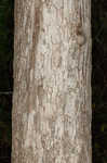 Swamp chestnut oak